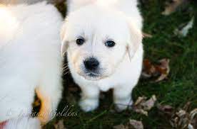 Golden retriever puppies for sale: Indiana Goldens English Cream Golden Retriever Indiana Goldens