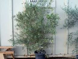 Some people call pruning shears hand pruners because they're a handheld device. Wilsoni Fruitless Olive Youtube