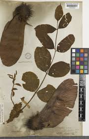 Image result for Centrolobium