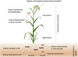 Arsenic Uptake And Bioaccumulation In Plants A Review On Remediation And Socio Economic Perspective In Southeast Asia Sciencedirect