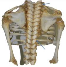 Maybe you would like to learn more about one of these? Cureus Ligaments Of The Costovertebral Joints Including Biomechanics Innervations And Clinical Applications A Comprehensive Review With Application To Approaches To The Thoracic Spine