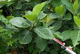 Image result for Ficus pseudomangifera