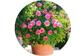 What is the best way to plant roses? Growing Roses In Pots Plantingtree