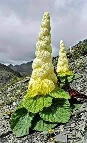 La Unica Flor De La Pagoda Del Tibet Es Auspiciosa Esta Es La Flor Mahameru Que Florece Una Vez Cada 400 Anos In 2020 Unusual Plants Unusual Flowers Strange Flowers