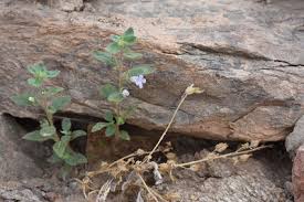 Image result for Anticharis senegalensis