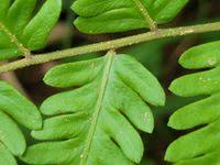 Image result for Amblovenatum