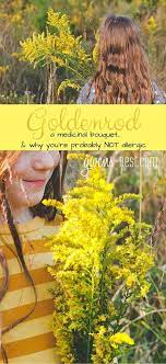 Goldenrod Herb Gwen S Nest Herbalism Herbs For Health Herbal Healing