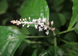 Image result for Hilleria latifolia