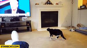 Search, discover and share your favorite run away gifs. Cat Scared By Donald Trump On Tv Runs Away Gif Animation Starecat Com