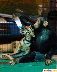 You're going to let the cub remove its own tooth. Pin Di Dunia