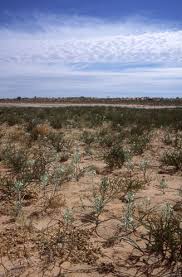 Image result for Albuca nigritana