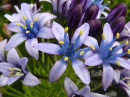 Image result for Hyacinthaceae