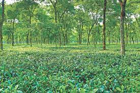 A Tale Of Tea From Bangladesh For The World The Daily Star