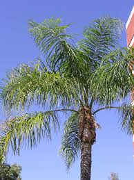 Image result for Syagrus romanzoffiana