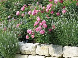 Rosenbegleiter Die Schonsten Partner Garten Lavendel Rosenbegleiter Pflanzen