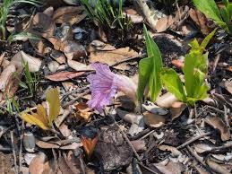 Image result for Siphonochilus longitubus