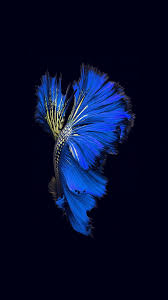 Nother Photoshopped Siamese Fighting Fish Live Wallpaper Iphone 7 Iphone 6s Wallpaper Live Wallpaper Iphone