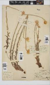 Image result for Helichrysum cephaloideum