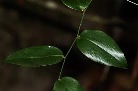 Image result for Behnia