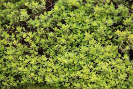 Thymus X Citriodorus Golden Dwarf Bodendecker Pflanzen Stauden