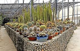 Quali sono le date del viaggio? Cactus Valley Di Cameron Highland Kaktus Berwarna