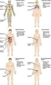 List Of Systems Of The Human Body Sistem Tubuh Manusia Anatomi Manusia Tubuh Manusia