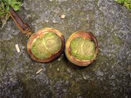 Image result for Myrtaceae