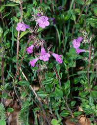 Image result for Endostemon villosus