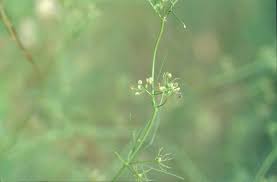Image result for Apium leptophyllum