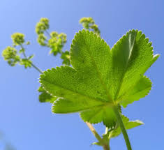 Image result for Alchemilla ellenbeckii