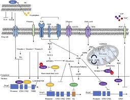 The best of this device is that decrypts and unlocks the pm120 of all bb5 sl3 to be able to unlock them by . Frontiers Metabolic Control Of Treg Cell Stability Plasticity And Tissue Specific Heterogeneity Immunology