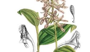 Image result for Disperis virginalis