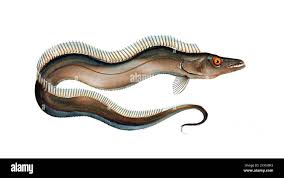 Image result for Lepturus