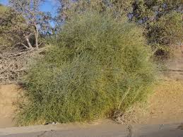 Image result for Cadaba aphylla