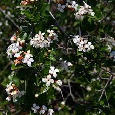 Image result for Carissa tetramera