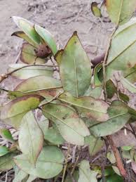 Image result for Dialium englerianum