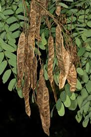 Image result for Calpurnia aurea