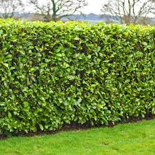 For side cutting, proceed as follows:. Cherry Laurel Hedging Plants 20 40cm Prunus Rotundifolia Evergreen Hedge Potted Ebay