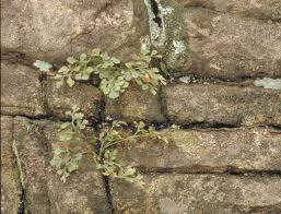 Image result for Asplenium cancellatum