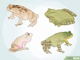Learn how to get rid of frogs at home for free. How To Get Rid Of Frogs With Pictures Wikihow