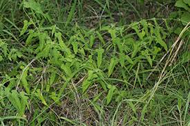 Image result for Tragia okanyua