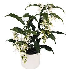 Image result for Clerodendrum pusillum