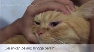 Hewan dengan ciri khas bunyi negong terlihat menggemaskan nan lucu saat aksi lucunya. Cara Menyembuhkan Kucing Sakit Mata Youtube