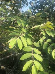 Image result for Lannea discolor