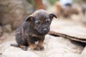 Bringing A Dog Home From Mexico