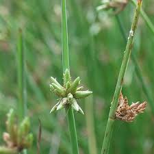 Image result for Cyperus laevigatus