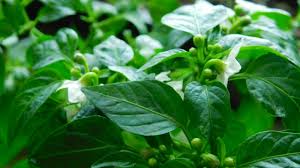 There are 23 species of the perennial bush hydrangeas, including deciduous and evergreen hydrangea disease problems. Luxurious Hydrangea How To Protect Garden Hydrangea From Diseases And Pests