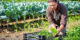 Información sobre agricultura ecológica, ecología y todo lo relacionado con cuidar la tierra y el medio ambiente. Agricultura Ecologica O Agroecologia Agriculturers Com Red De Especialistas En Agricultura