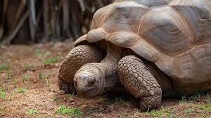 Of Tortoises, Turtles And Terrapins - Dreamstime