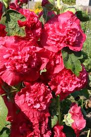 Image result for Alcea rosea